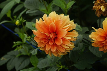 Close-up of dahlias blooming in the garden