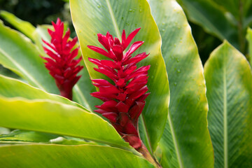 Red hawaiian ginger Alpinia purpurata located in Jakarta, Indonesia or Hawaiian. Red Ginger Plants. - obrazy, fototapety, plakaty