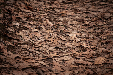 Selective blur on brown leaves of oak tree. A carpet of dry oak leaves covers the forest floor, signaling the deep autumn season.