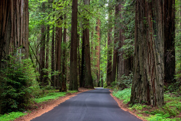 Traveling through California's Redwood Country immerses you in towering forests, serene trails, and...