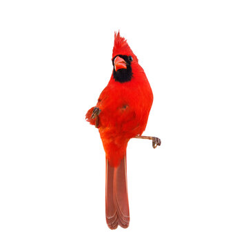 recommend clip art: A male northern cardinal (Cardinalis cardinalis) isolated on a transparent background. This is clipped from my real photo of this beautiful songbird and saved as a transparent PNG asset. 