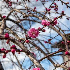 小さなお宮さんの御神木　枝垂れ紅梅の開花