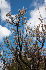 ご近所の白梅が開花