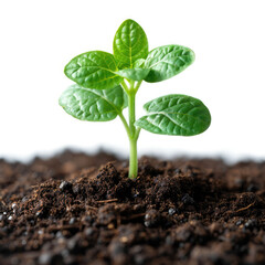 A step of growing good seedlings with black soil on a white background