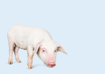 Domestic cute pink pig on background