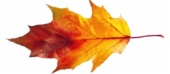 Naklejka na ściany i meble A single autumn leaf with vibrant yellow and red hues, set against a clean white background, ideal for autumn-themed designs.