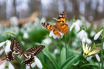 Obraz premium Monarch Butterfly on flower at green nature