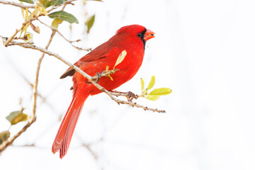 A male northern cardinal in an oak tree during spring in Sarasota, Florida