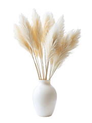 pampas grass in white vas, isolated on white PNG