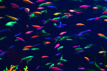 Fototapeta na wymiar Lots of small neon fish in the aquarium