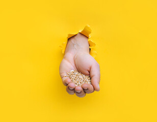 The wheat in the left hand is pushed through a torn hole in the yellow paper. The concept of agricultural exports to the European Union and the blockade by Polish farmers. - obrazy, fototapety, plakaty