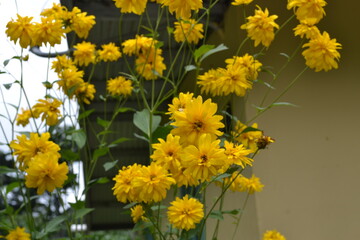 Yellow Flowers.