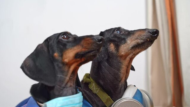 Two dachshund dogs in chemical protective, mask, respirator guard dangerous zone of infection, epidemics bark Watchman blocked passage, rescue team, carbon monoxide poisoning, entrance to laboratory 