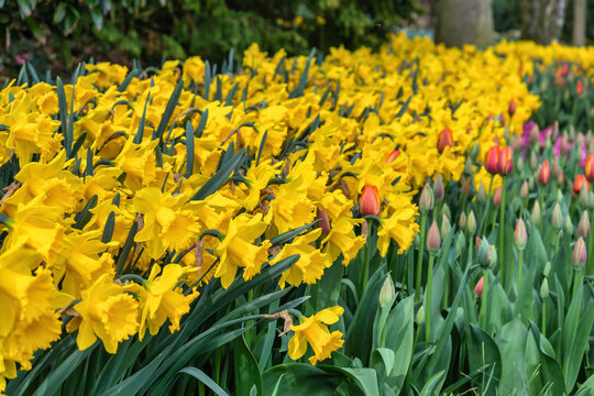 Tulip flower bulb and jetfire field in garden, spring season in Lisse near Amsterdam Netherlands