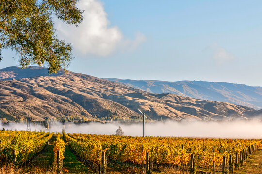 Vineyard in autumn, Bannockburn, Otago, New Zealand, early morning mist and sunshine.