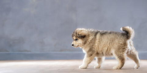 puppy dog in full growth isolated with free space for text