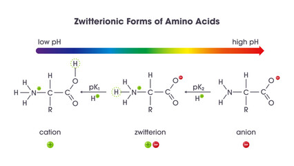 Zwitterion forms of amino acids science vector illustration diagram