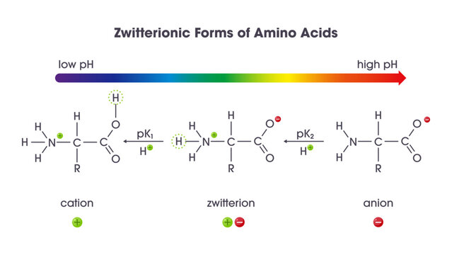 Zwitterion forms of amino acids science vector illustration diagram