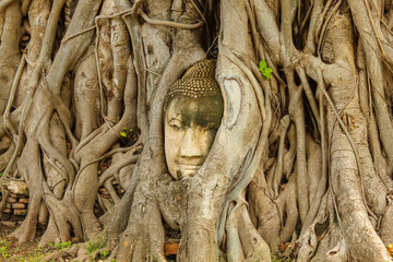 Buddha head embedded in a banyan tree at Wat Mahathat