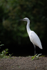  one white great egret standing in the water, dark background