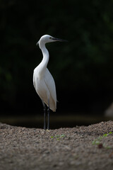 white great egret portrait, black background