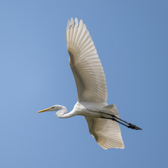 snowy egret in flight on blue sky background