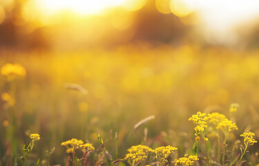 Obraz premium Summer Meadow Under Sunny Blue Sky with Yellow Flowers Blooming in a Vibrant Field of Nature's Beauty