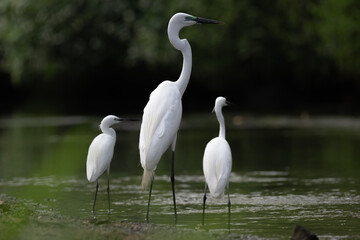 Three white great egrets standing side by side in the water