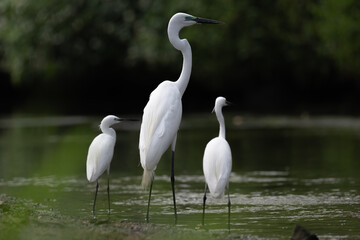Obraz premium Three white great egrets standing side by side in the water