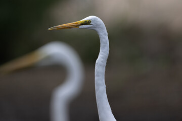 Two white great egrets standing side by side in the water, focus on the front.