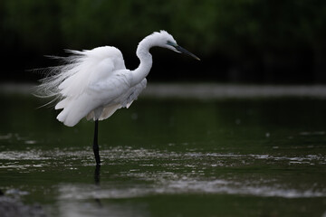white great egret with breeding feathers, dark background