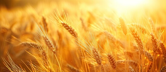 This photo showcases a close-up view of a vibrant field of wheat, its lush golden stalks shining brightly in the warm summer sun.
