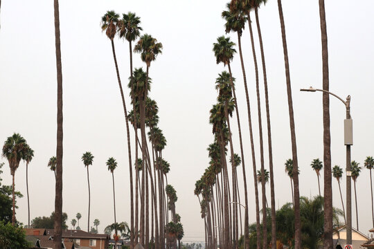 Tall palm tree lined street in South Central Los Angeles
