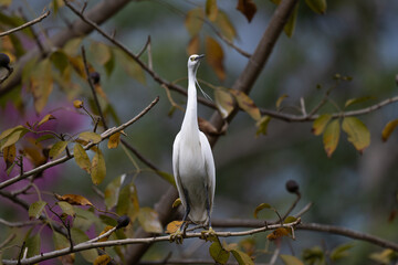 A white great egret standing on branches with colorful leaves