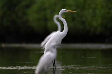 Three white great egrets standing side by side in the water