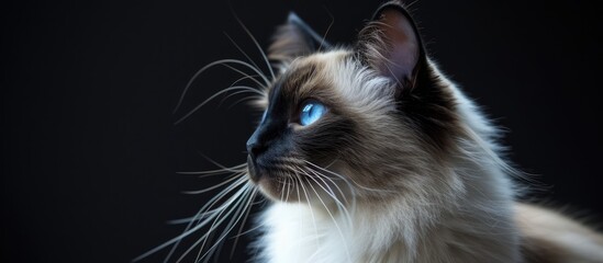 A close side angle portrait of a bi color Ragdoll cat with a black nose and mesmerizing blue eyes, looking thoughtfully to the side.