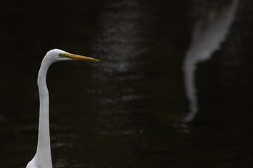 one white great egret standing in the water, dark background