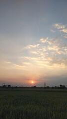 sunset over the field