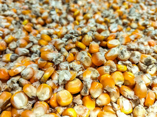 View of corn collected from the farm after the harvest. Corn drying in the yard. Indonesia.
