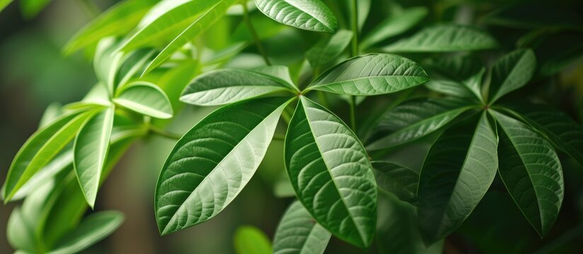 A close-up shot showcasing the vibrant green leaves of the Pachira Aquatica plant, with its distinctive Money Tree appearance.