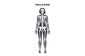 Fibula bone anatomy