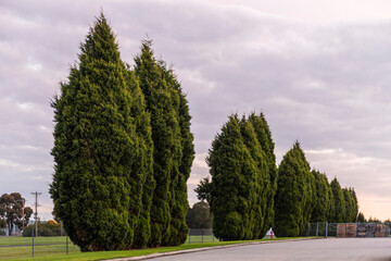 Leyland Cypress Trees Lining the Roadside