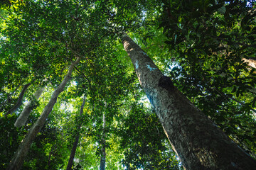 Fototapeta premium Earth Day eco concept with tropical forest background, natural forestation preservation scene with canopy tree in the wild, concept on sustainability and environmental renewable