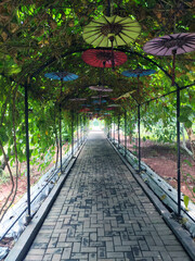 Obraz premium garden alley with umbrellas above