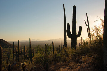 The sonoran desert in the late day