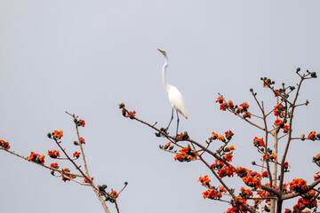 One egret stands on the branches of kapok trees