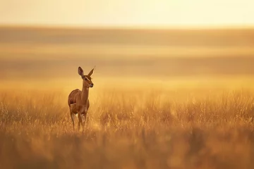 Crédence de cuisine en verre imprimé Antilope A lone antelope stands alert in the twilight of the grasslands