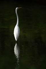 one white great egret standing in the water, back to camera, dark background
