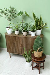 Different houseplants on wooden cabinet and stool near green wall