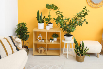 Wooden shelving unit with different houseplants in modern living room